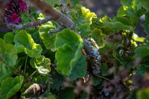 Close-ups of many snails on a tree together Stock Photos