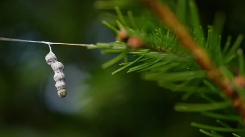 Close Ups Nature Pine Tree Spider Egg Cocoon Stock Footage 266451217