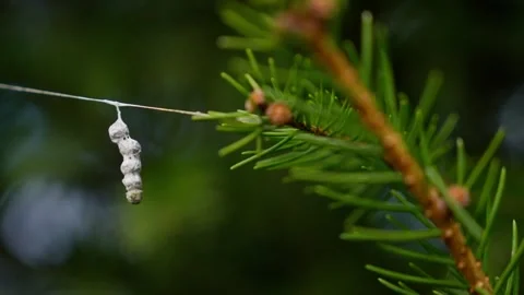 Close Ups Nature Pine Tree Spider Egg Cocoon Stockbeeldmateriaal 266451223