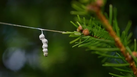 Close Ups Nature Pine Tree Spider Egg Cocoon Stock Footage 266451225