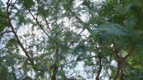 Close Ups Nature Pine Tree Fir Spruce Macro Vidéo 266451246