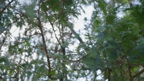 Close Ups Nature Pine Tree Fir Spruce Macro Stock-Footage 266451247