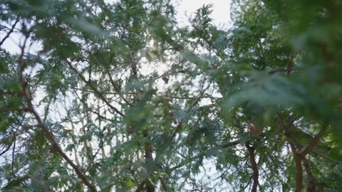 Close Ups Nature Pine Tree Fir Spruce Macro 動画素材 266451248