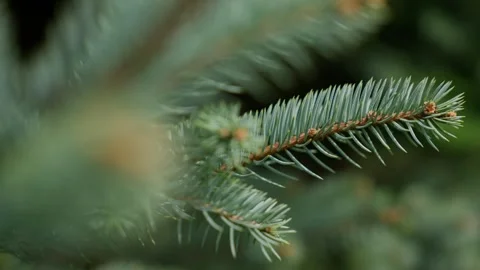 Close Ups Nature Pine Tree Blue Spruce Macro 動画素材 266451263