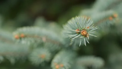 Close Ups Nature Pine Tree Blue Spruce Macro Vídeo Stock 266451264