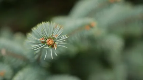 Close Ups Nature Pine Tree Blue Spruce Macro Stockbeeldmateriaal 266451265