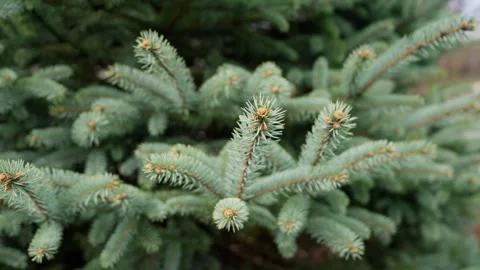 Close Ups Nature Pine Tree Blue Spruce Macro Video stock 266451270
