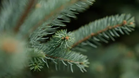 Close Ups Nature Pine Tree Blue Spruce Macro Video stock 266451273