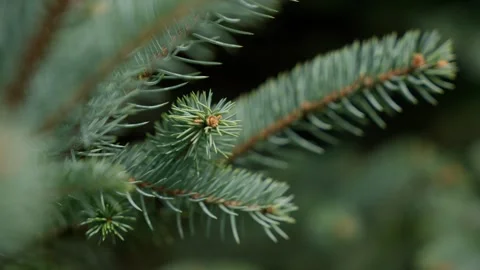 Close Ups Nature Pine Tree Blue Spruce Macro 库存影片 266451281