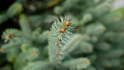 Close Ups Nature Pine Tree Blue Spruce Macro 動画素材 266451289
