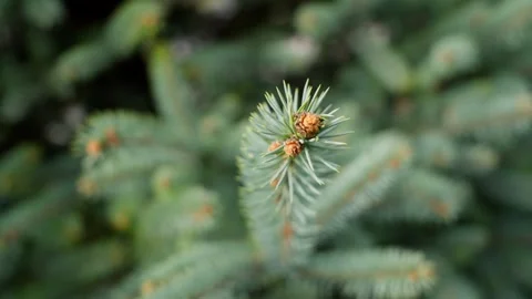 Close Ups Nature Pine Tree Blue Spruce Macro Видео 266451293