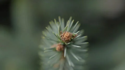 Close Ups Nature Pine Tree Blue Spruce Macro 스톡 동영상 266451295