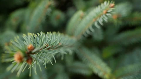 Close Ups Nature Pine Tree Fir Spruce Macro Vidéo 266451296