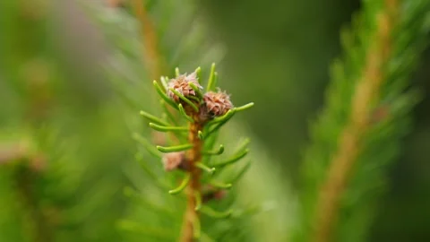 Close Ups Nature Pine Tree Fir Spruce Macro Stock Footage 266451308