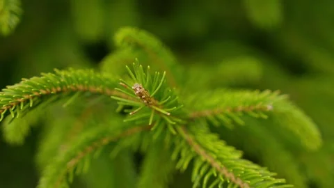 Close Ups Nature Pine Tree Fir Spruce Macro Vidéo 266451312