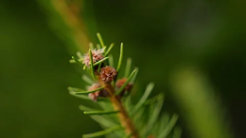 Close Ups Nature Pine Tree Fir Spruce Macro Stock Footage 266451313