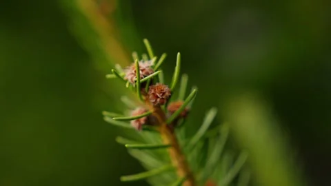 Close Ups Nature Pine Tree Fir Spruce Macro Stockbeeldmateriaal 266451314