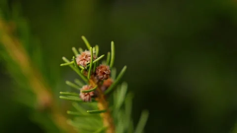 Close Ups Nature Pine Tree Fir Spruce Macro Stockbeeldmateriaal 266451316
