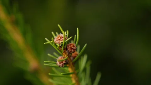 Close Ups Nature Pine Tree Fir Spruce Macro 動画素材 266451322