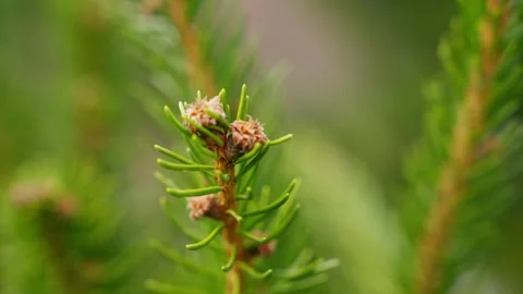 Close Ups Nature Pine Tree Fir Spruce Macro 库存影片 266451325