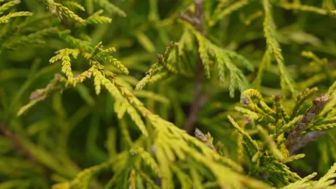 Close Ups Nature Pine Tree Fir Spruce Macro Stockbeeldmateriaal 266451330