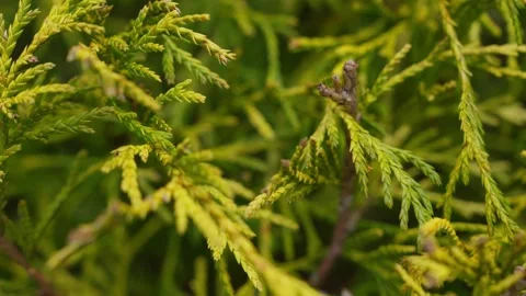 Close Ups Nature Pine Tree Fir Spruce Macro Vidéo 266451333