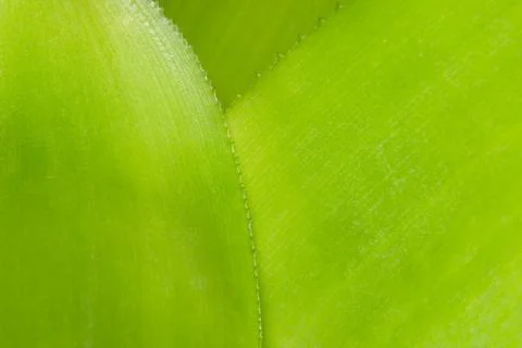 Close-ups Pattern of leaves background Foto stock