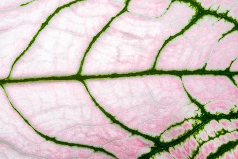 Close-ups Pattern of leaves background Stock Photos