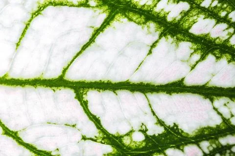 Close-ups Pattern of leaves background Stock Photos