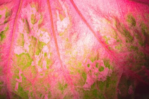 Close-ups Pattern of leaves background Stock Photos