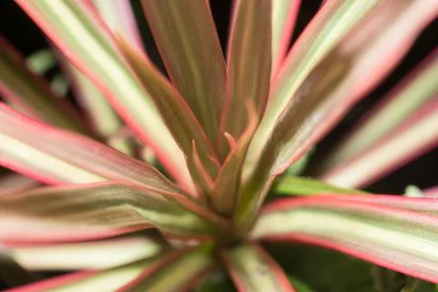 Close-ups Pattern of leaves background Stock Photos