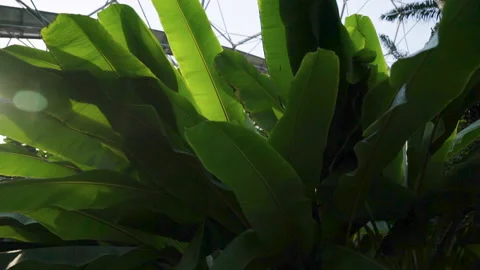 Close Ups Of A Plant In The Eden Project Stock Footage 221828678