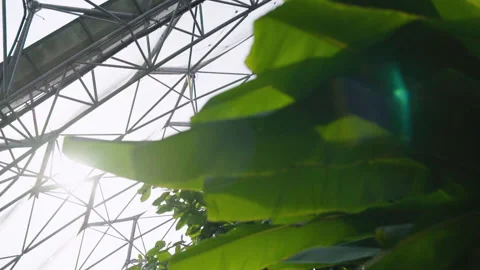 Close Ups Of A Plant In The Eden Project 2 Stock Footage 221828709