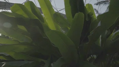 Close Ups Of A Plant In The Eden Project - No LUT version Stock Footage 221828998
