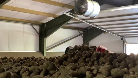 Close ups of potatoes in huge barn Video stock 233272628