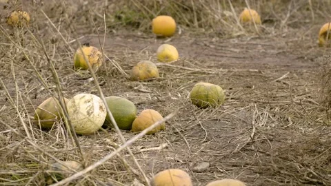 Close ups of pumpkins in a field Stock Footage 142259547
