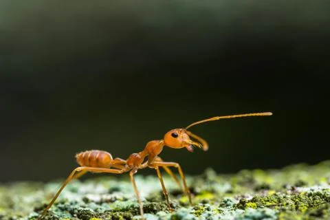 Close-ups Red ant on the tree Stock-Fotos