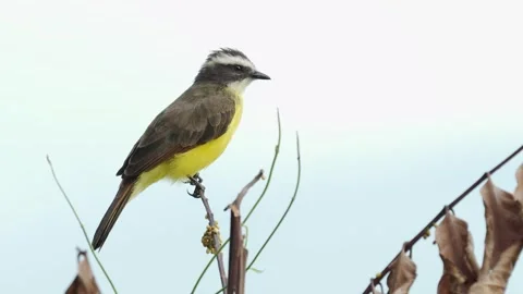Close-Ups of a Rusty-margined Flycatcher – Myiozetetes cayanensis Perched Stock Footage 338261731