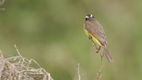 Close-Ups of a Rusty-margined Flycatcher – Myiozetetes cayanensis Perched 스톡 동영상 338262178