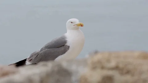 Close-ups of a Seagull in the Castle of Santa Barbara Stock Footage 75953626