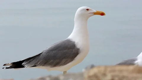 Close-ups of a Seagull in the Castle of Santa Barbara Stock Footage 75953627