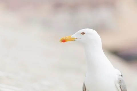 Close-ups of a Seagull Foto stock