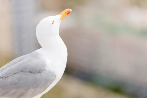 Close-ups of a Seagull Stock Photos