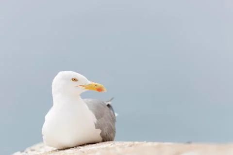 Close-ups of a Seagull Stock Photos