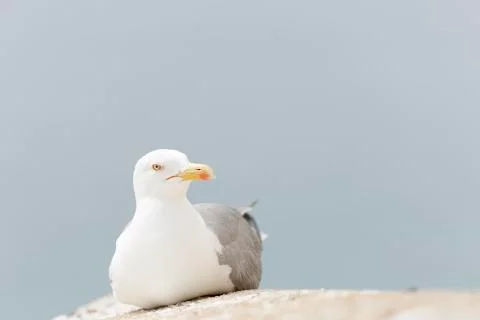 Close-ups of a Seagull Stock Photos