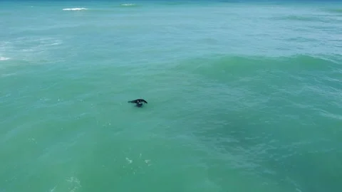 Close ups of seals with horizon 動画素材 172961399