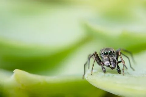 Close-ups Spider on the leaf Stock Photos