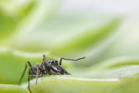 Close-ups Spider on the leaf Stock Photos