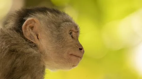 Close-ups of a typical jungle monkey Foto stock