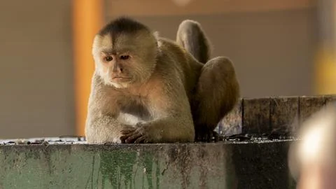 Close-ups of a typical jungle monkey Stock Photos